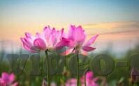 糖心app直播下载TXZB-揭秘糖心APP，直播娱乐新选择