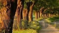 亚洲色图人妻偷情-亚洲文化中的家庭伦理与个人情感探索——以人妻偷情现象为视角